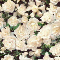 Gucci Flora Van Flora Prachtige Gardenia