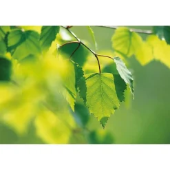Weleda Berken Extract