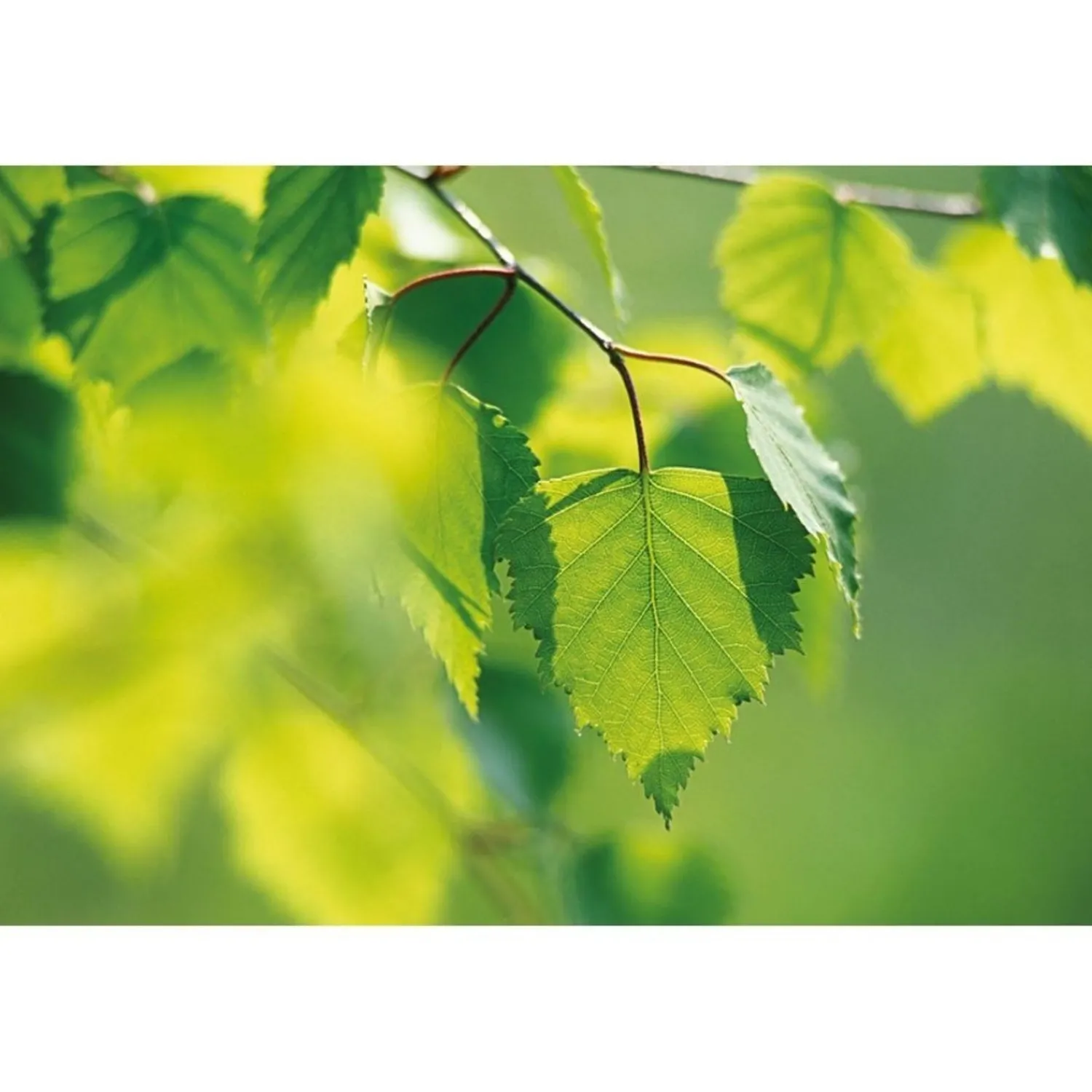 Weleda Berken Extract