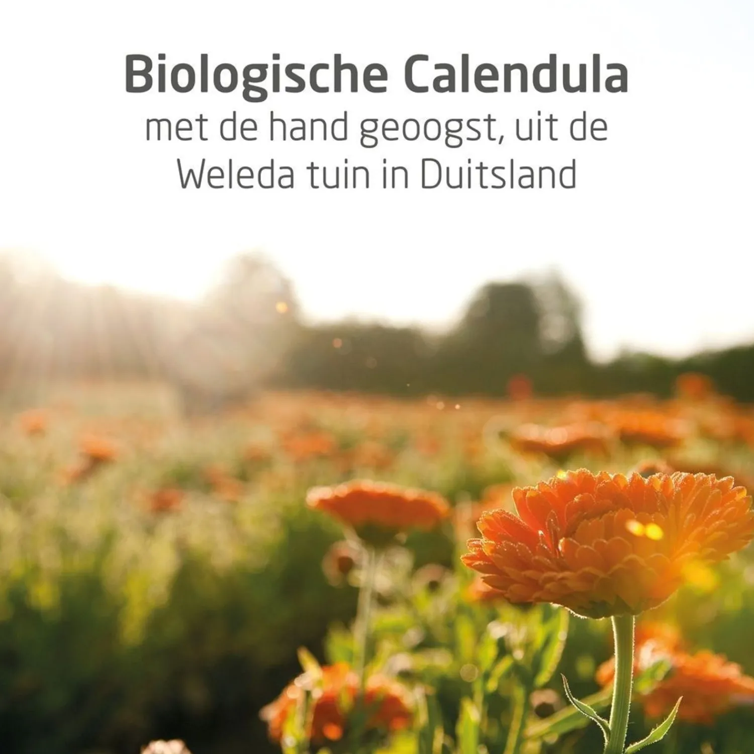 Weleda Calendula Shampoo & Douchecreme