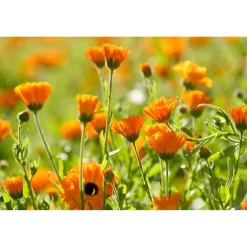 Weleda Calendula Welterustenbad