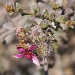 Weleda Ratanhia Mondwater