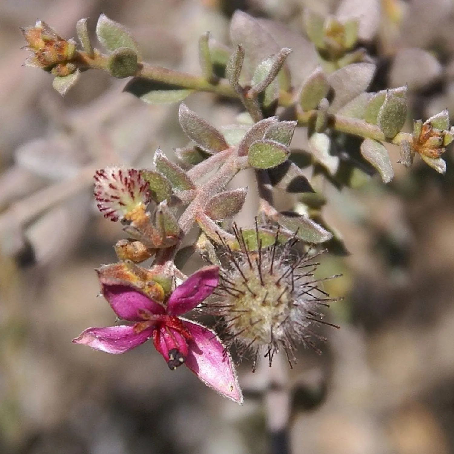 Weleda Ratanhia Tandpasta